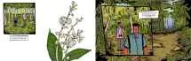 Botanist and the Vanishing Orchid - 64
