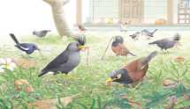 Birds in My Garden - 2
