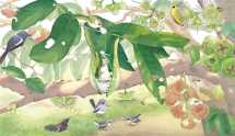 Birds in My Garden - 2