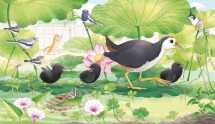 Birds in My Garden - 2