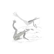 Dancings Frogs and Others Creatures in Verse - 1