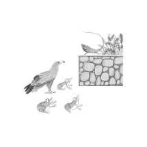 Dancings Frogs and Others Creatures in Verse - 1